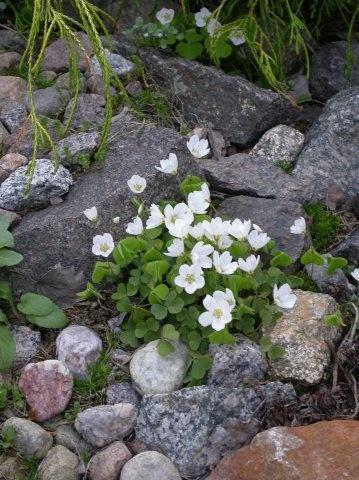Растения для альпийской горки – тонкости выбора растений для альпийской горки