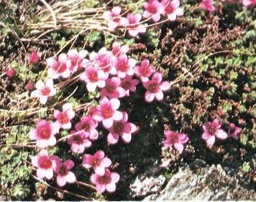 Растения для альпийской горки – тонкости выбора растений для альпийской горки